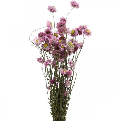 Article Fleurs de paille fleurs séchées bouquet d&#39;acroclinium rose 20g