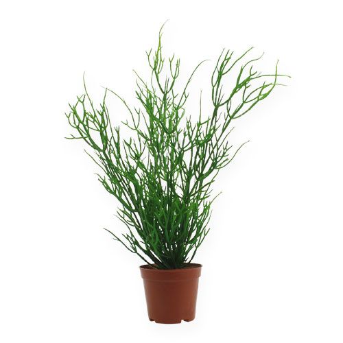 Floristik24 Rhipsalis en pot 30 cm vert