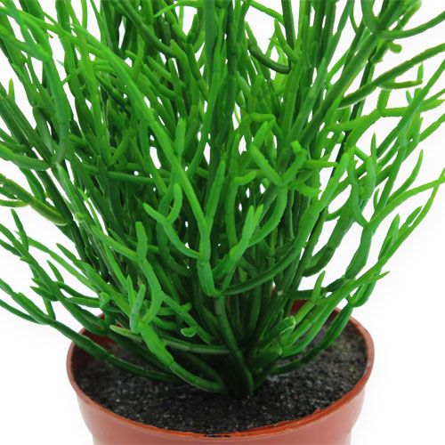 Floristik24 Rhipsalis en pot 30 cm vert