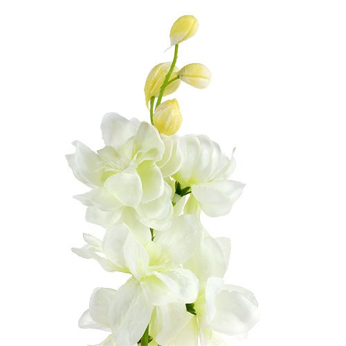 Floristik24 Pieds d’alouette blanc L. 60 cm