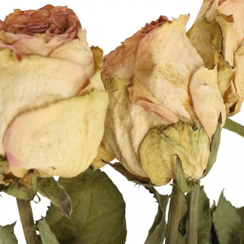 Floristik24 Roses décoratives, fleurs séchées, roses séchées, Saint Valentin, fleuriste funéraire, roses rustiques jaune-rose L48cm 5 pièces
