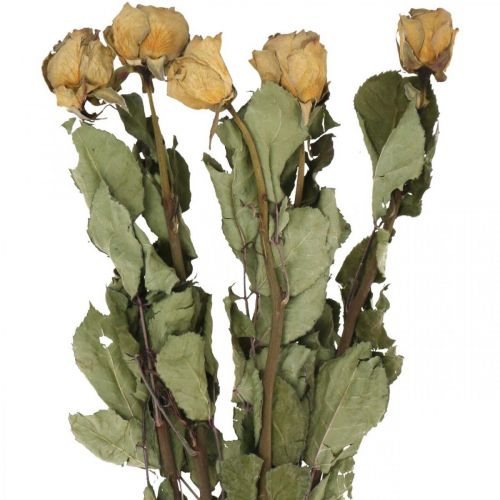 Floristik24 Rose fleur séchée, Saint Valentin, fleuristerie séchée, roses décoratives rustiques jaune-violet L45-50cm 5pcs