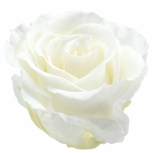 Article Roses infinies grandes Ø5.5-6cm blanches 6pcs