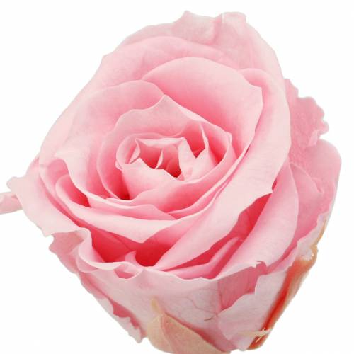 Floristik24 Roses éternelles moyennes Ø4-4.5cm rose 8pcs