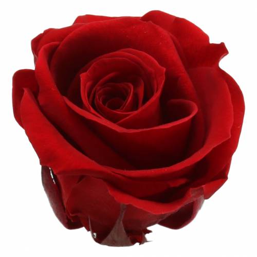 Article Roses stabilisées moyennes Ø4-4,5cm rouge 8 pcs