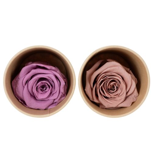Roses stabilisées, cadeau romantique, roses longue durée pour les occasions spéciales, 5 cm, lot de 6