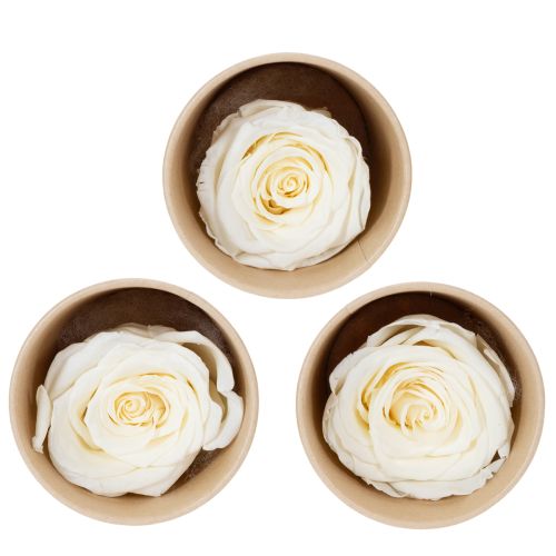 Têtes de roses stabilisées, décoration de table durable pour une ambiance romantique, décoration de mariage, 5 cm, lot de 6