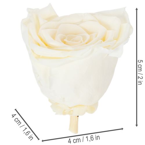 Article Têtes de roses stabilisées, décoration de table durable pour une ambiance romantique, décoration de mariage, 5 cm, lot de 6