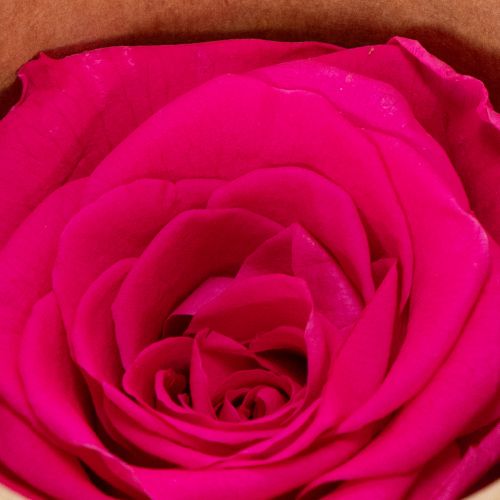 Article Décorations de roses stabilisées, véritables fleurs pour la décoration de table, floraisons uniques et durables, 5 cm, lot de 6