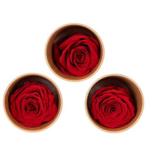 Floristik24 Roses stabilisées décoratives, 5 cm, lot de 6, pour une touche romantique dans votre salon ou pour un mariage.