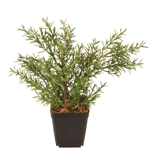 Article Romarin en pot Herbes artificielles Plantes vertes H24cm