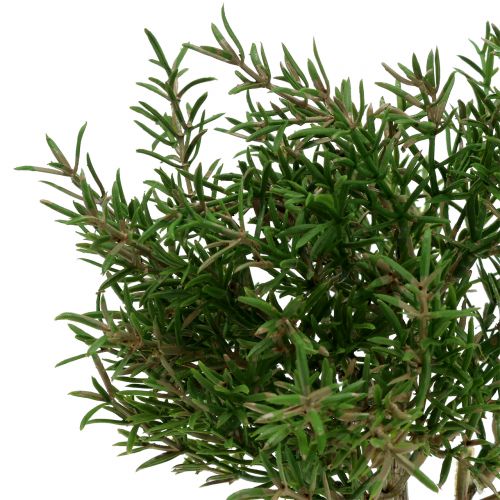Floristik24 Buisson de romarin artificiel en pot de 23cm