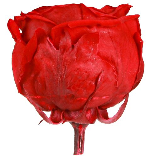 Article Roses éternelles rouges déco Fleurs stabilisées Ø6cm 6pcs