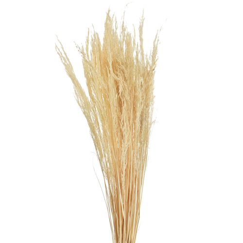 Floristik24 Herbe courbée Agrostis Capillaris Herbe Sèche Blanchie 65cm 80g