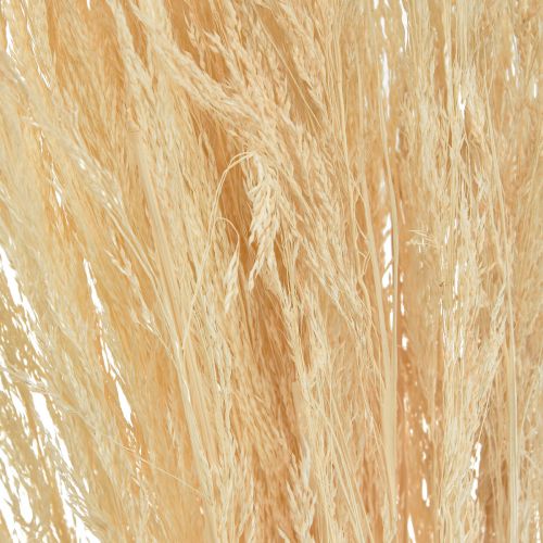 Floristik24 Herbe courbée Agrostis Capillaris Herbe Sèche Blanchie 65cm 80g