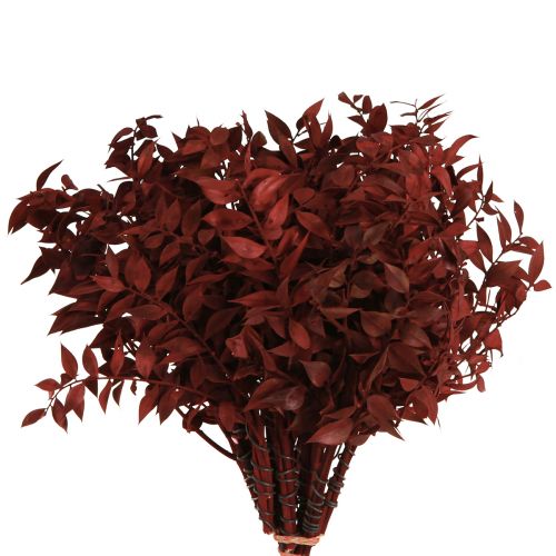 Floristik24 Branches décoratives Ruscus Rouge séchées sur fil 20cm 1 bouquet