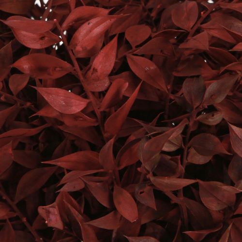 Article Branches décoratives Ruscus Rouge séchées sur fil 20cm 1 bouquet