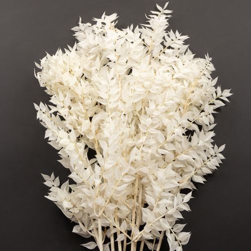 Floristik24 Branches de Ruscus branches décoratives fleurs séchées blanchies 10 pcs