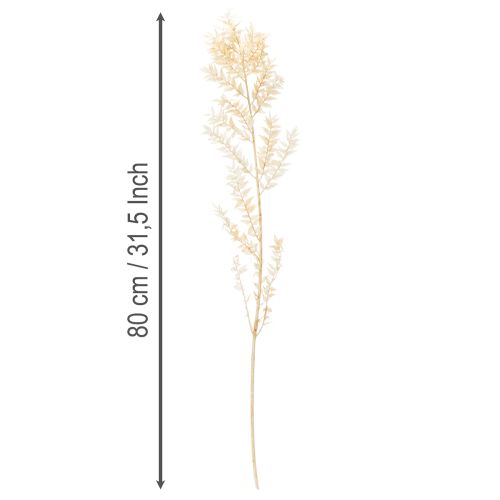 Branche de Ruscus Séché Blanchi 200g | Floristik24.fr
