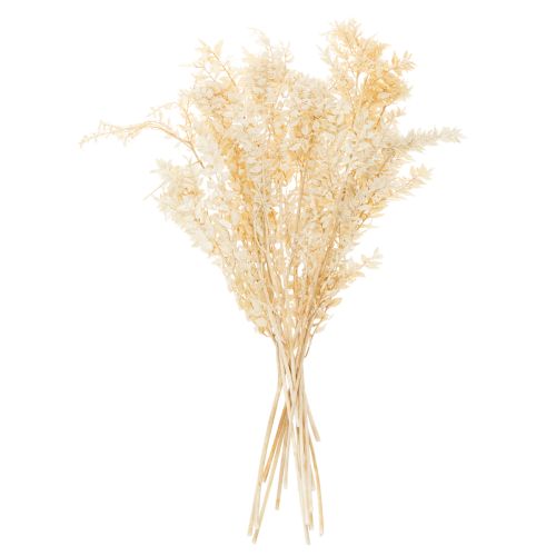 Branche de Ruscus Séché Blanchi 200g | Floristik24.fr