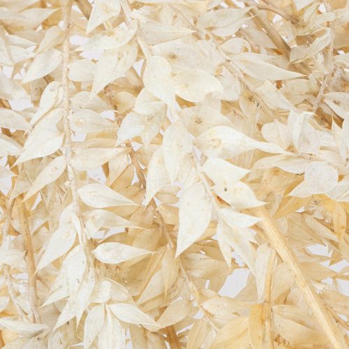 Branche de Ruscus Séché Blanchi 200g | Floristik24.fr