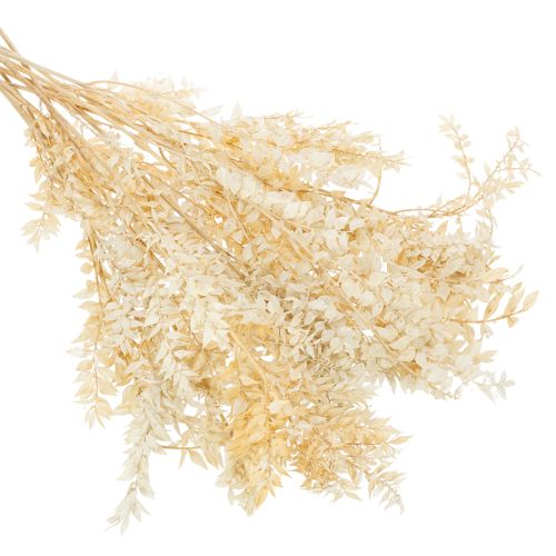 Branche de Ruscus Séché Blanchi 200g | Floristik24.fr