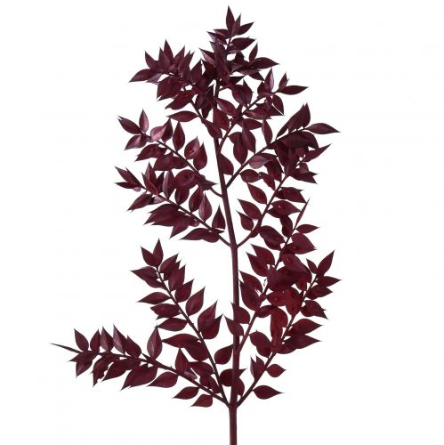 Article Branches décoratives Ruscus Red séchées rouge foncé 75-95cm 1kg