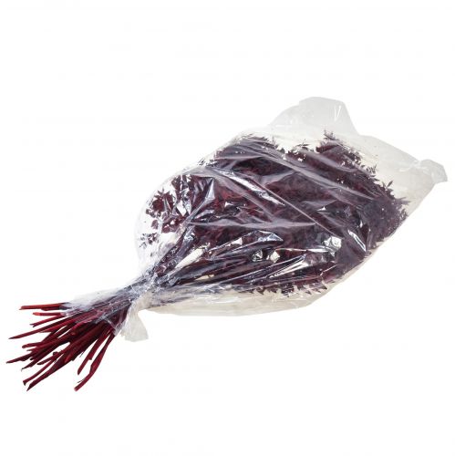 Article Branches décoratives Ruscus Red séchées rouge foncé 75-95cm 1kg
