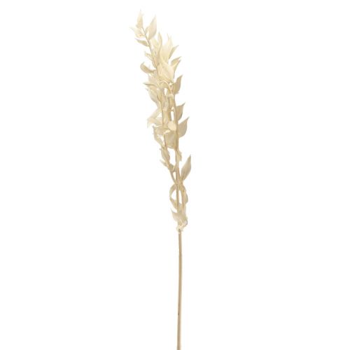 Floristik24 Branche décorative séchée de Ruscus Ruscus blanchi 62cm 1 pc