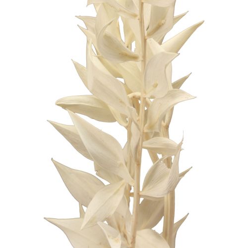 Article Branche décorative séchée de Ruscus Ruscus blanchi 62cm 1 pc
