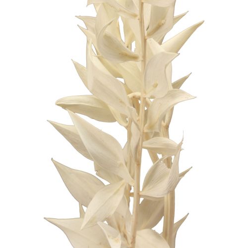 Article Branche décorative séchée Ruscus Ruscus blanchi 62cm 1pc