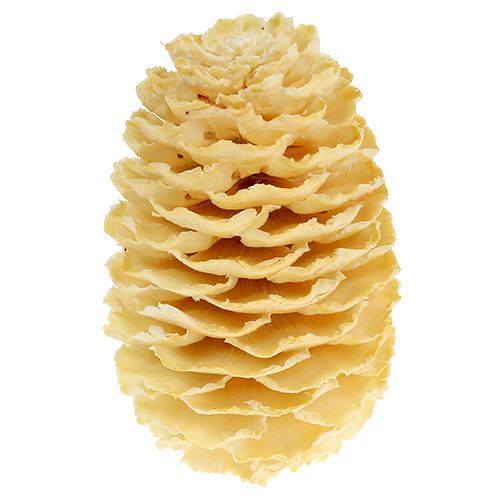 Article Cônes de Sabulosum blanchis 500g