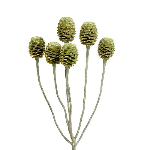 Floristik24 Branche de Sabulosum 4-6 vert givré 25 pcs