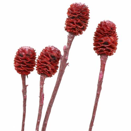 Branches déco Sabulosum rouge givré 4-6 25 pièces