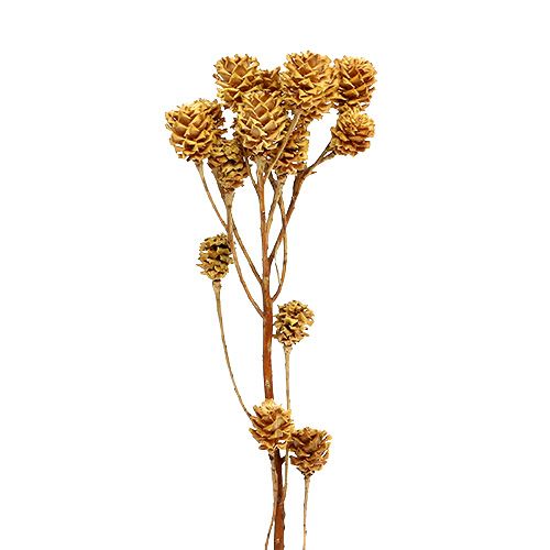 Branche de Salignum fleurs de leucadendron légères sur branche 25 pièces