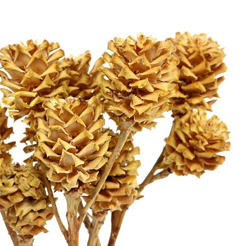 Article Branche de Salignum fleurs de leucadendron légères sur la branche 25 pcs