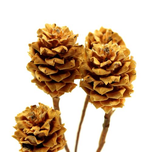 Article Salignum light 4-6 fleurs sur la branche de Leucadendron 100 pièces