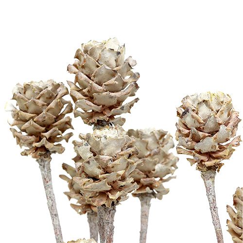 Article Salignum Protéa blanchie sur sa tige Ø2-4cm 25 pcs