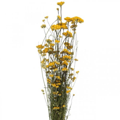 Botte d&#39;arbuste curry, fleur séchée jaune, soleil d&#39;or, hélichryse d&#39;Italie L58cm 45g
