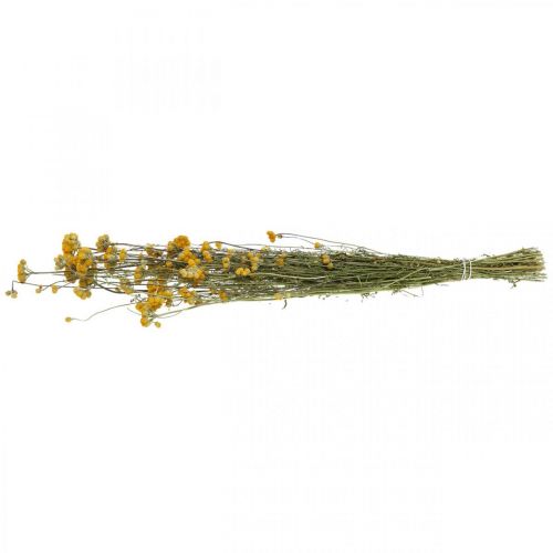 Floristik24 Botte d'arbuste curry, fleur séchée jaune, soleil d'or, hélichryse d'Italie L58cm 45g