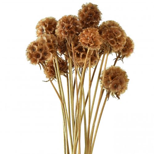 Floristik24 Scabiosa fleurs séchées naturelles séchées H50cm 100g