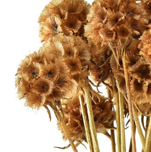 Article Scabiosa fleurs séchées naturelles séchées Scabiosa H50cm 100g