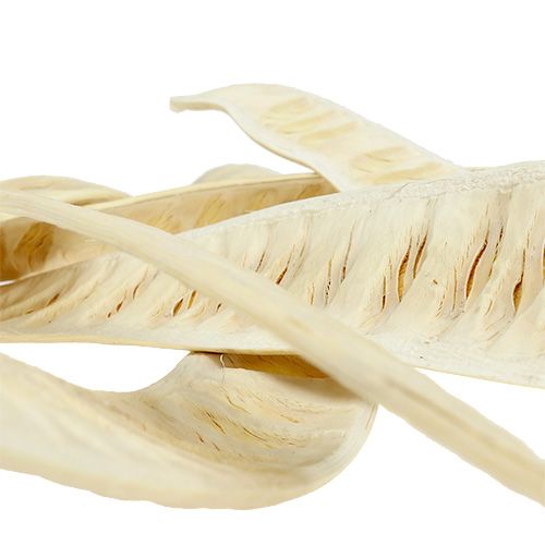 Gousse de scaletta blanchie 25pcs