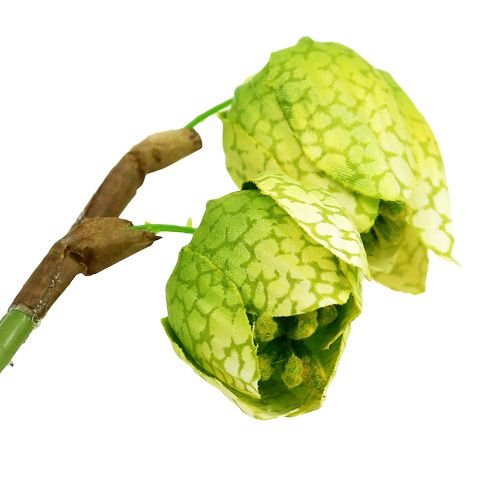 Floristik24 Fritillaire pintade verte avec racines L. 30 cm