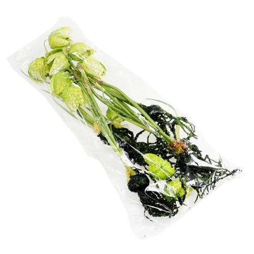 Floristik24 Fritillaire pintade verte avec racines L. 30 cm