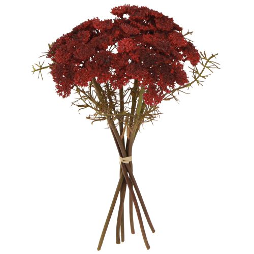 amaryllis A pour Amphore 