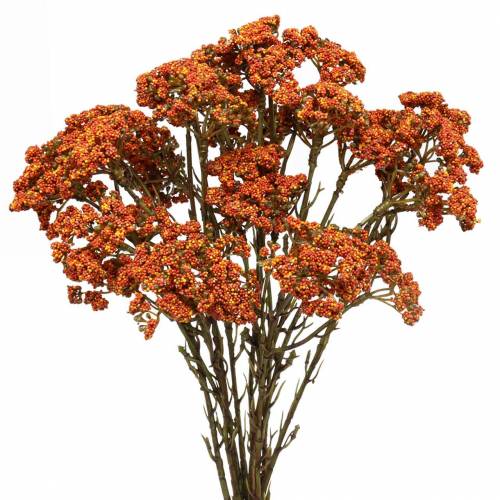 Floristik24 Achillée orange artificielle 74cm 3pcs