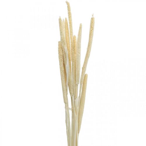 Bouquet de roseau déco roseau séché blanchi H60cm