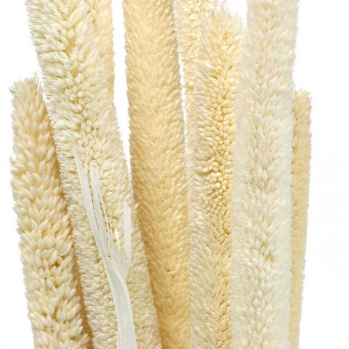 Floristik24 Bouquet de roseau déco roseau séché blanchi H60cm
