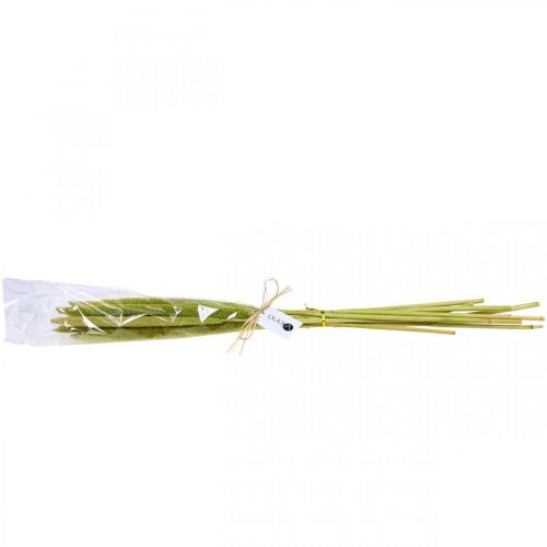 Floristik24 Épi de roseau déco herbe de roseau séchée vert H60cm bouquet